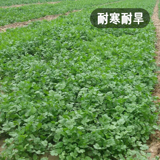 Fengming Yashi four-season coriander seeds, large and small leaf vegetable seeds, new and old varieties of coriander seeds, four-season coriander seeds 10g