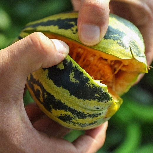 Shouhe Bingtangzi small melon seeds, tall pear-shaped melon seeds, early maturing four-season balcony potted seeds, Bingtang Prince melon seeds 80 capsules + 5 seedlings