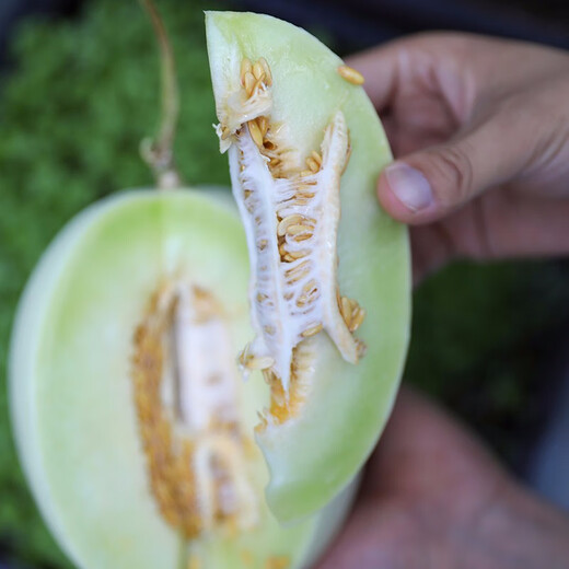 Shouhe Yugu melon, jade mushroom melon, sweet, crisp and tender melon, family field planting, winter and spring sowing melon seeds, new Yugu melon seeds, 10 capsules