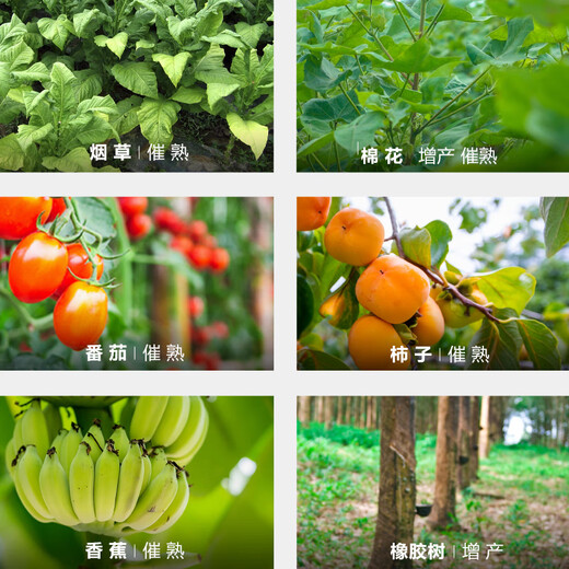 Guoguang Ethephon Ripening Agent Fruit Banana Mango Tomato Persimmon Growth Regulator Walnut Peel Peeling Pesticide 500g