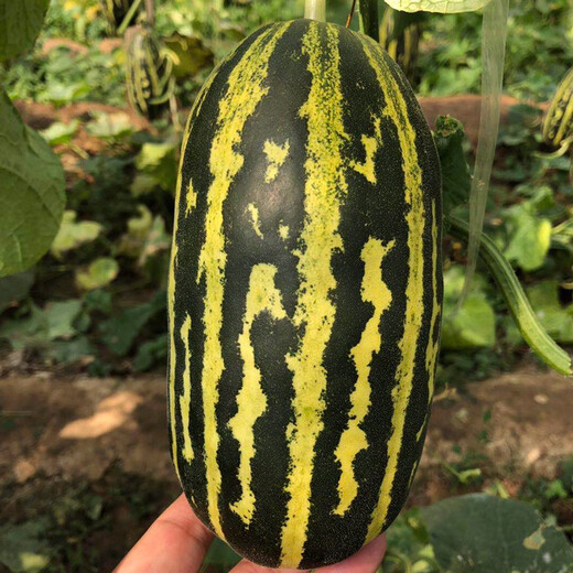 Zhongke Maohua Melon Fruit Seeds Bomei 91 Melon Seeds Flower Skin Green Flesh Peel High Toughness Boyang Series 91 Type Resistant to Transportation Bomei 91 2000 capsules/bag Large-scale planting