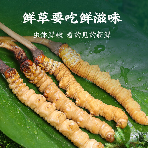 
[Tibet Straight Hair] Authentic First Fresh Cordyceps 2025 Selected High Altitude Fresh Cordyceps SF Cold Chain 0.5-0.6g/root 100 Roots
