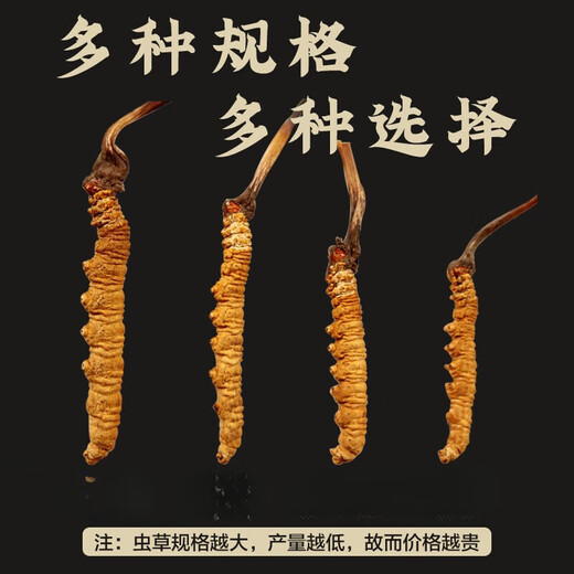 
Yifanmai [Spring Festival Gift Box] Cordyceps sinensis Authentic new product Cordyceps head period Cordyceps fresh dried cordyceps Chinese medicinal materials 20 luxury leather gift boxes (only sold for 17 pieces)