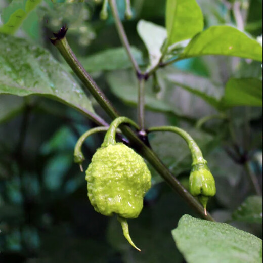 Carolina Reaper pepper seeds imported extra spicy devil pepper four-season potted vegetable seeds melon and fruit pepper seedlings Carolina Reaper pepper seeds 50 capsules + fertilizer