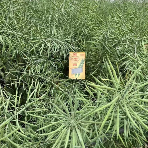 苏瑞矮杆甘蓝型油菜种子仁禾矮油1568抗病高产抗寒抗病抗旱含油量高 天油16   原装85克(寒旱首选)