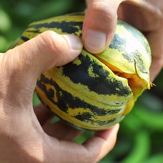 Shouhe Bingtangzi small melon seeds, tall pear-shaped melon seeds, early maturing four-season balcony potted seeds, Bingtang Prince melon seeds 80 capsules + 5 seedlings