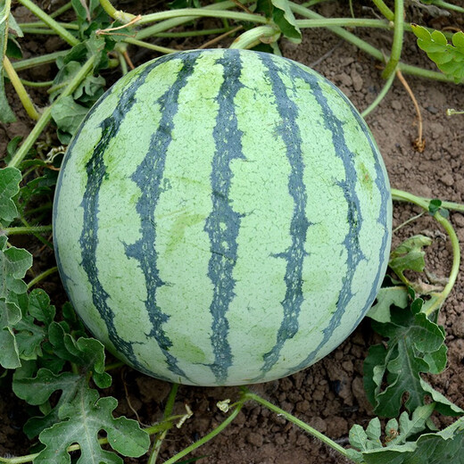Zhongke Maohua melon and fruit seeds Zaojia Legend 8424 watermelon seeds