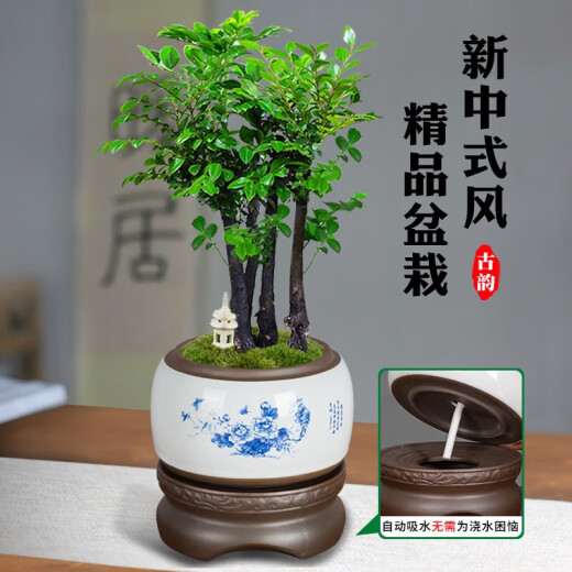 
Want to open small-leaf red sandalwood bonsai plants old pile potted plants office desktop indoor flowers and green plants are good for the four seasons ornaments Small-leaf red sandalwood single pole + purple clay 1342 Know the bamboo always happy +