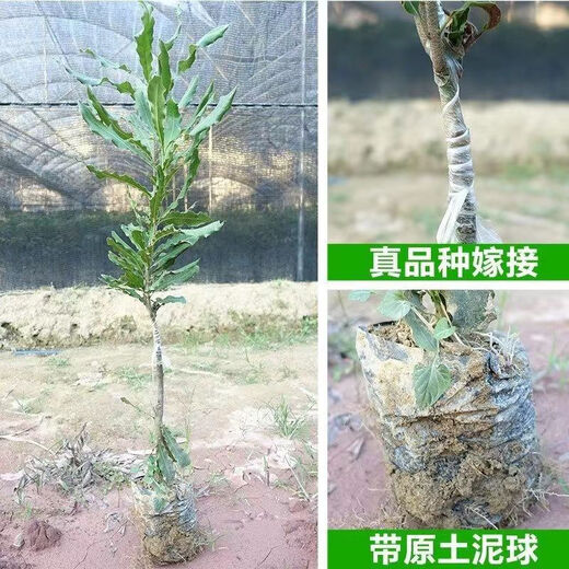桂热一号坚果苗澳洲夏威夷果正宗矮化嫁接苗庭院常绿树苗带土发货 695号坚果三年【带营养杯发货】 90cm(含)-99cm(含)