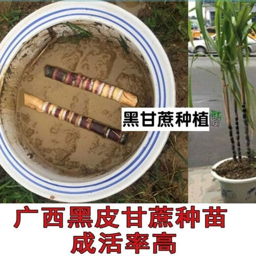Guangxi authentic black sugarcane seedlings seedlings sugarcane seeds wholesale potted plants can be planted crispy and sweet, can be planted in the north and south, 10 black sugarcane roots with 3-6 spores, Guangxi sugarcane seedling heads