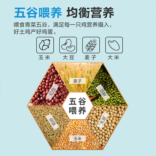 Local eggs, grain-fed, farm-raised fresh eggs, about 40g, breakfast Jingdong fresh soft-boiled eggs, 4 pieces 40-50 Local eggs, grain-fed, farm-raised fresh eggs, about 40g, breakfast Jingdong fresh soft-boiled eggs, 4 pieces 40-50