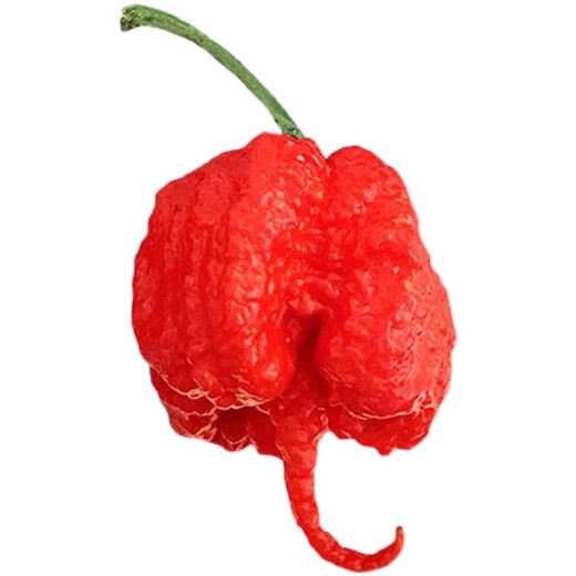 Carolina Reaper pepper seeds imported extra spicy devil pepper four-season potted vegetable seeds melon and fruit pepper seedlings Carolina Reaper pepper seeds 50 capsules + fertilizer