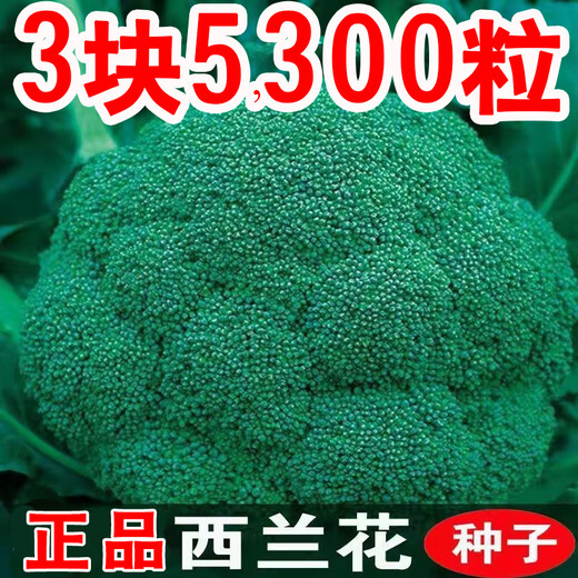 Broccoli seeds broccoli seeds loose cauliflower seeds cauliflower green cauliflower seeds four seasons vegetables original purple cauliflower seeds 1 bag (about 100 pieces
