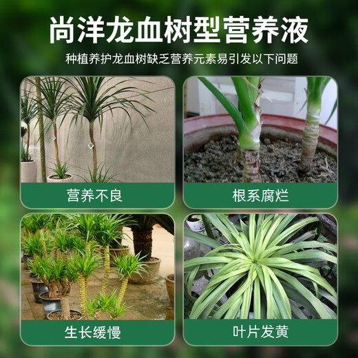 Shangyang Dragon Blood Tree тип питательного раствора для растений 2,5 л садоводство зеленое растение цветок в горшке удобрение для цветов гидропонное органическое листовое удобрение
