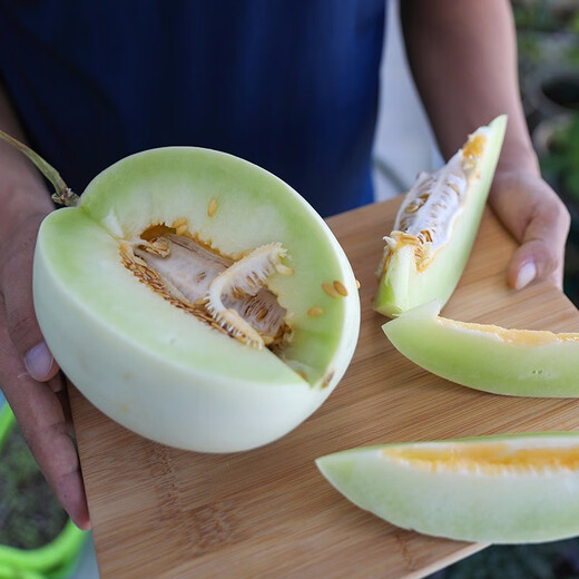 Shouhe Yugu melon, jade mushroom melon, sweet, crisp and tender melon, family field planting, winter and spring sowing melon seeds, new Yugu melon seeds, 10 capsules