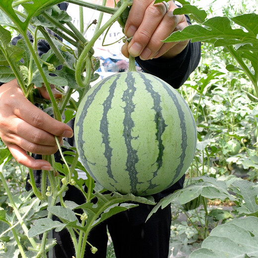 Zhongke Maohua melon and fruit seeds Zaojia Legend 8424 watermelon seeds