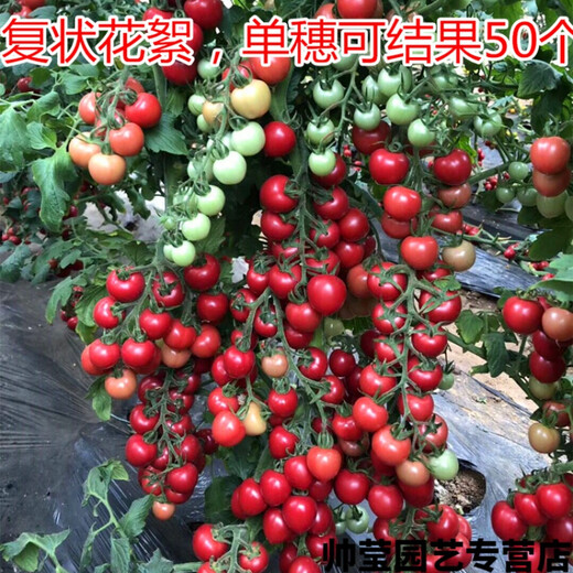 Chunzhiyun Cherry Tomato Seeds Cherry Tomato Seeds Small Tomatoes Good Taste and High Yield Four Seasons Vegetables - Pink Crystal Red 666 Tomatoes 20 Packs
