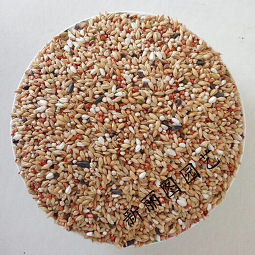 Pigeon feed with or without corn, sorghum, wheat, peas, pigeon food nutrition, pigeon food, bird food, pigeon food, letter, young pigeon, A-level clearance, 5 Jin, Jin is equal to 0.5 kg.
