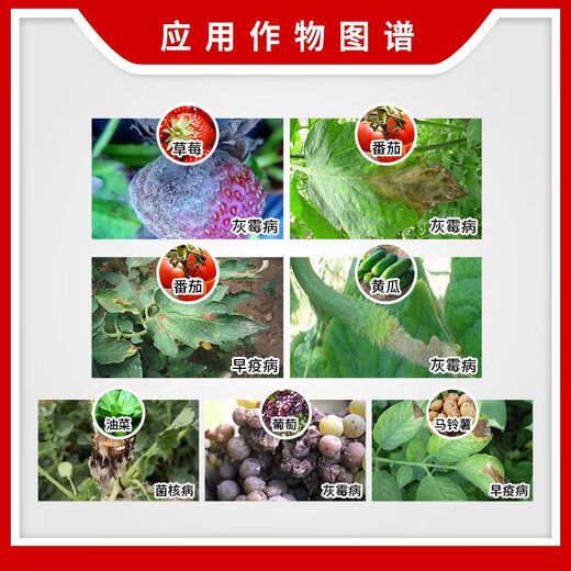 BASF Germany BASF Kaiser Boscalid Grape Strawberry Gray Mold Rape Sclerotinia Pesticide Fungicide 12g