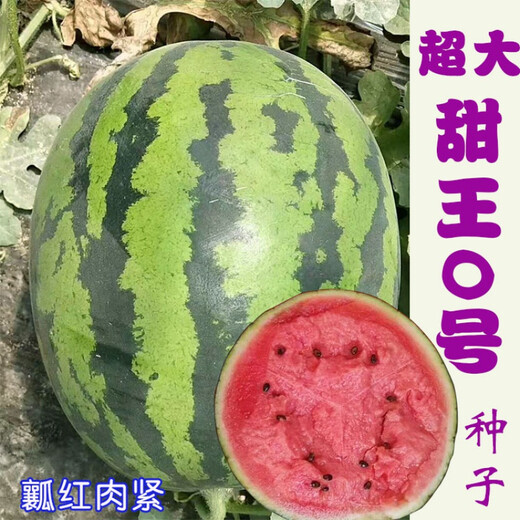 Chunzhiyun Sweet King Watermelon Seed Extra Large Sweet King No. 0 Four Seasons Fruit Seeds Thin-skinned Uncracked Melon Red Heart Sweet Original 2,000 Tablets Sweet King No. 0 200 Tablets