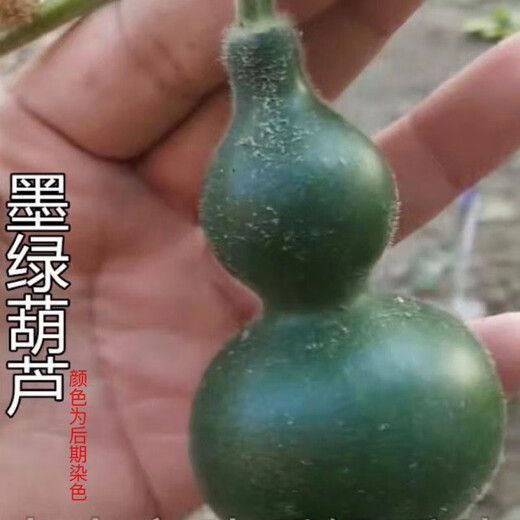 Dark green small gourd seeds, emerald gourd potted plants, hand-twisted gourd seeds, Wenwan sub-waisted seeds, potted plants for balcony, selected gourd seeds, sold out, small flower pot dosage, about 15 grains