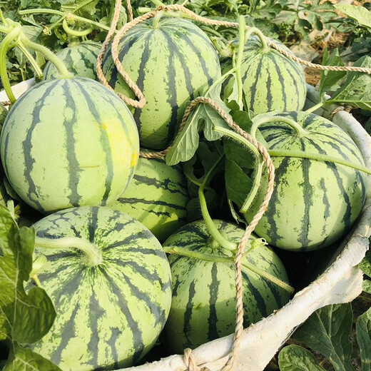 Zhongke Maohua melon and fruit seeds Zaojia Legend 8424 watermelon seeds