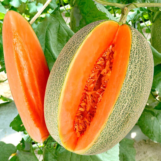 Shouhe Xinjiang Hami Melon Seeds Southern and Northern Early-maturing Super Sweet Xiangfei Reticulated Honeydew Melon Shouhe Xiangyang Hami Melon Seeds 30 capsules x 10 high sugar