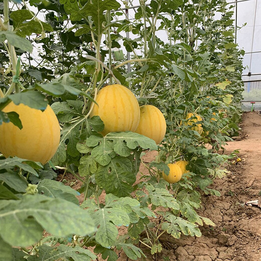 Zhongke Maohua Fruit Seeds Jin Linglong Golden Handsome Watermelon Seeds Yellow Skin Red Flesh Gift Watermelon Seeds Small Super Sweet Picking Garden Zhongke Golden Handsome 100 capsules/bag