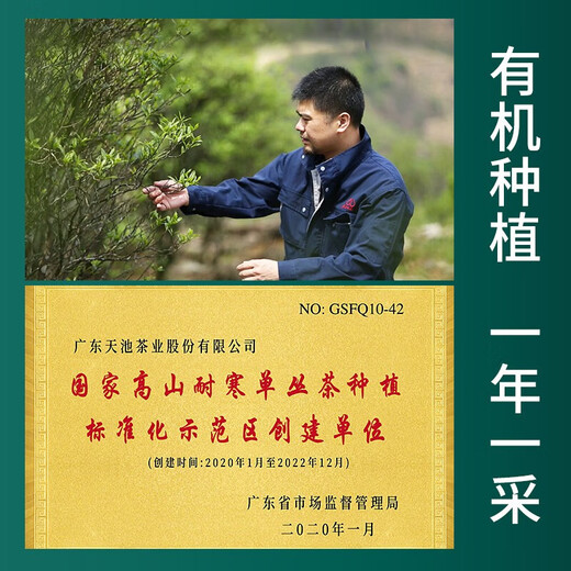 天池茶业1392 凤凰单丛通天香 潮州单枞高山乌龙茶叶有机茶乌岽单枞 礼盒 200g*1盒