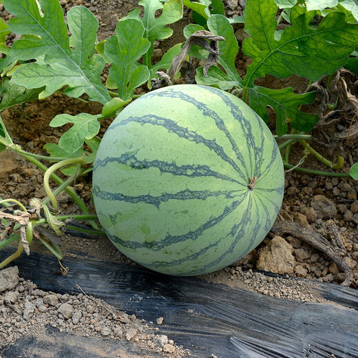 Zhongke Maohua melon and fruit seeds Zaojia Legend 8424 watermelon seeds