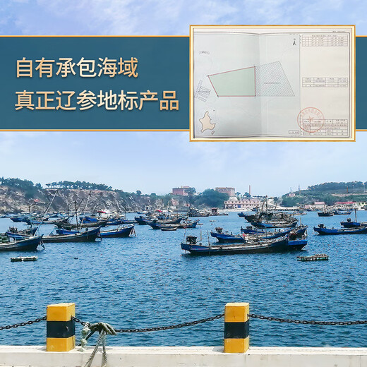 官参堂 大连底播即食海参新鲜辽刺参海鲜水产礼盒 500g 9-12只 甄选