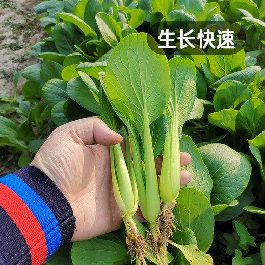 Fengming Yashi Miao vegetable seeds 10g four-season vegetable seeds balcony potted field planting farm seeds