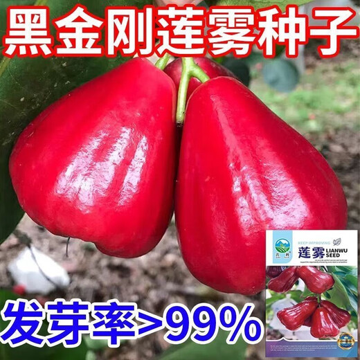 Four Seasons Sowing Lotus Mist Seeds, Black Diamond Lotus Mist Seeds, Brown Sugar Barbie Fruit Seeds, Potted Plants, Fruit Seedlings, Potted Plants, Lotus Mist Seeds (Sweet and Juicy) New Product (3 Packs of 300 Tablets) Fruit-filled Branches