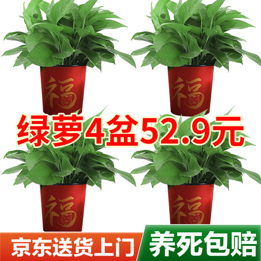 Shuangmeng Green Radish Potted Plants Formaldehyde Removal Flowers and Green Plants Office New House Air Purification 180 Styles Fu Character 4 Pots Straight from the Source