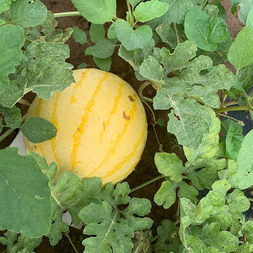 Zhongke Maohua Fruit Seeds Jin Linglong Golden Handsome Watermelon Seeds Yellow Skin Red Flesh Gift Watermelon Seeds Small Super Sweet Picking Garden Zhongke Golden Handsome 100 capsules/bag