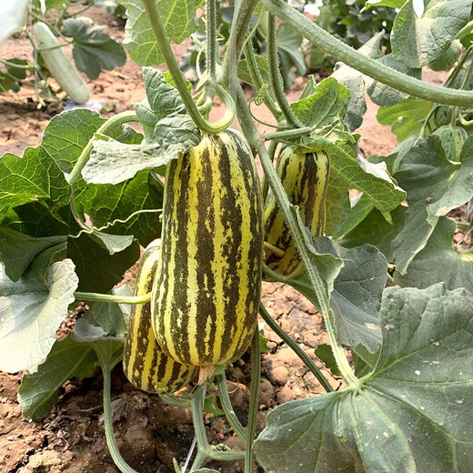 Zhongke Maohua Melon Fruit Seeds Bomei 91 Melon Seeds Flower Skin Green Flesh Peel High Toughness Boyang Series 91 Type Resistant to Transportation Bomei 91 2000 capsules/bag Large-scale planting