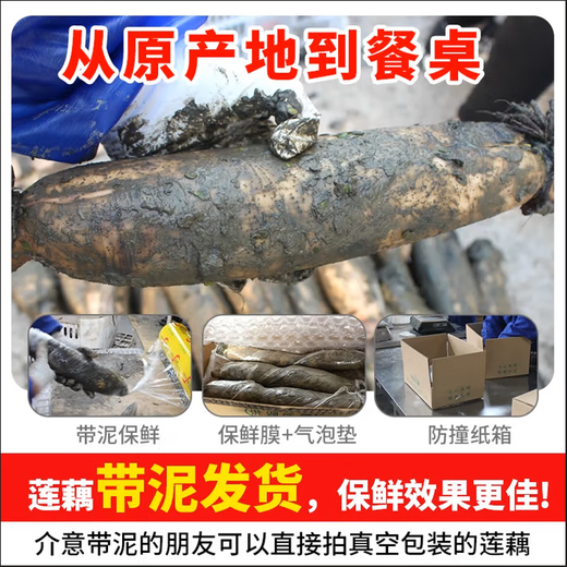 Jingmi Hubei lotus root, pink lotus root, with mud to lock in freshness, net weight 3Jin Jin is equal to 0.5kg, packed with fresh vegetables straight from the source