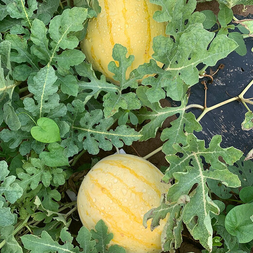 Zhongke Maohua Fruit Seeds Jin Linglong Golden Handsome Watermelon Seeds Yellow Skin Red Flesh Gift Watermelon Seeds Small Super Sweet Picking Garden Zhongke Golden Handsome 100 capsules/bag