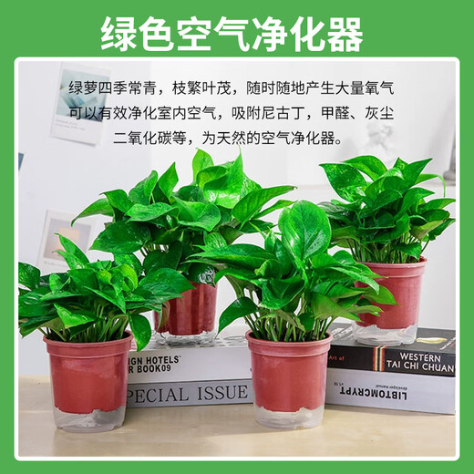 Shuangmeng Green Radish Potted Plants Formaldehyde Removal Flowers and Green Plants Office New House Air Purification 180 Styles Fu Character 4 Pots Straight from the Source