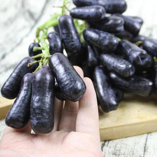 Grape seeds potted fruit tree seeds grape balcony fruit seeds grape tree raisin planting Goldfinger grape seeds 28 capsules p