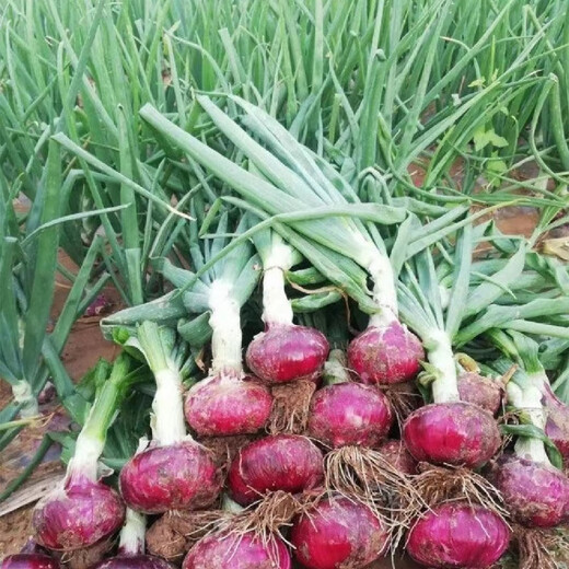 Purple-skinned onion seedlings, fruit red-skinned onion seedlings, vegetable seedlings for garden planting in all seasons, 50 purple-skinned fruit onion seedlings, high-yielding purple-skinned fruit onion seedlings