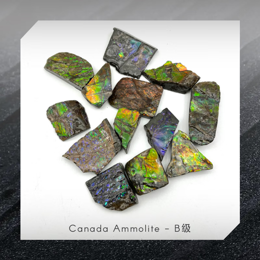 Fanluxe Canadian Ammonite Sample Crushed Stone Edge Material Crushed Stone Fossil Ornament Collection C Grade (One will be shipped randomly)