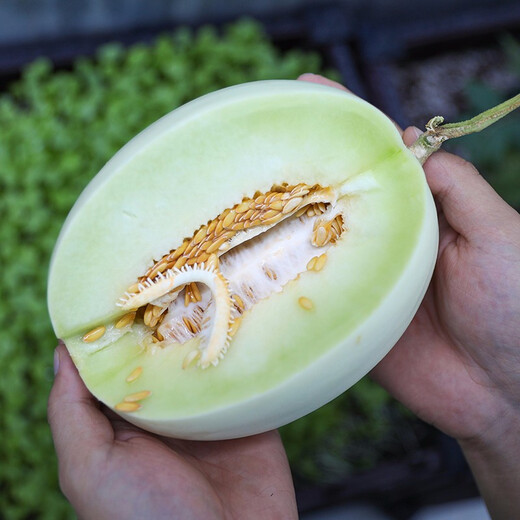 Shouhe Yugu melon, jade mushroom melon, sweet, crisp and tender melon, family field planting, winter and spring sowing melon seeds, new Yugu melon seeds, 10 capsules
