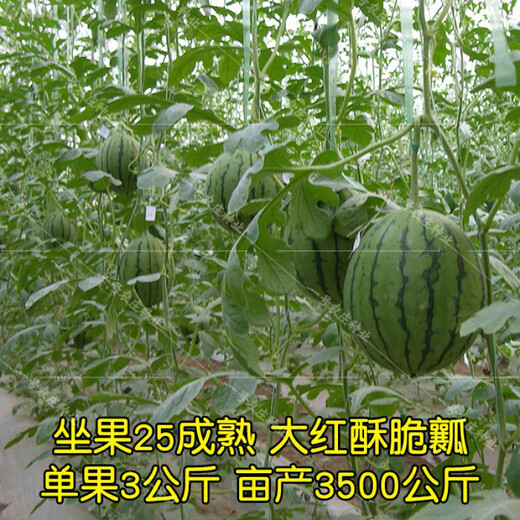 Authentic Diaogua Xiaoqilin Watermelon Seeds 8424 Four Seasons High Yield Early Maturity Gift Green Skin Red Flesh Super Sweet Xiaodiao Watermelon 100 capsules for field use