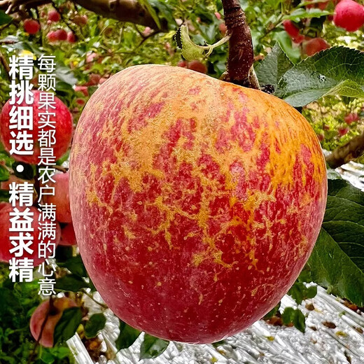 Jingmi Sichuan Daliangshan Ugly Apple Net 4.5Jin Jin is equal to 0.5kg Single fruit 70mm + fresh fruit rock candy heart apple straight from the source