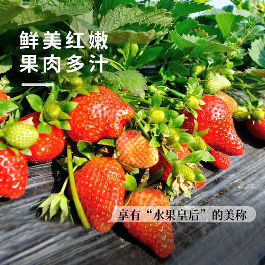 Strawberry seed cream strawberry seedlings for planting indoor and outdoor balcony vegetables and fruits potted flower seeds Dandong Spring Four Seasons Rainbow Field Four Seasons Milk Strawberry Seeds 150 capsules * 3 packs