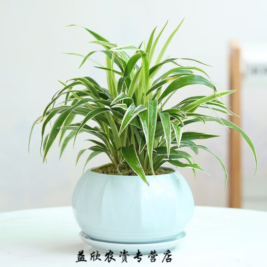 青瓷多肉蝴蝶兰专用花盆带托盘大号陶瓷简约吊兰绿植兰花盆 粉青719+托盘864