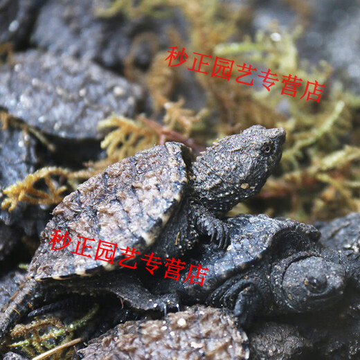 OIMG small snapping turtle live seedling pet turtle size active ornamental turtle water turtle crocodile turtle mixed Buddha new product 11-14 cm giant snapping turtle