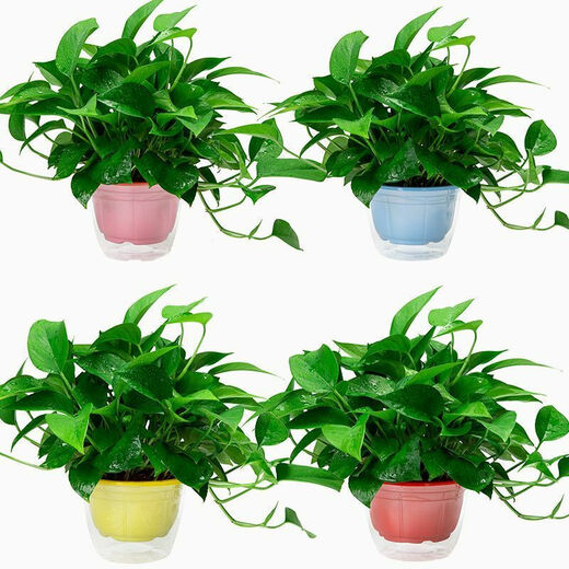 多瑙梦绿萝盆栽室内批发花卉植物除甲醛客厅新房长藤绿植绿箩水培绿植 6盆12023新款绿早安湓水 包养活赠三肥