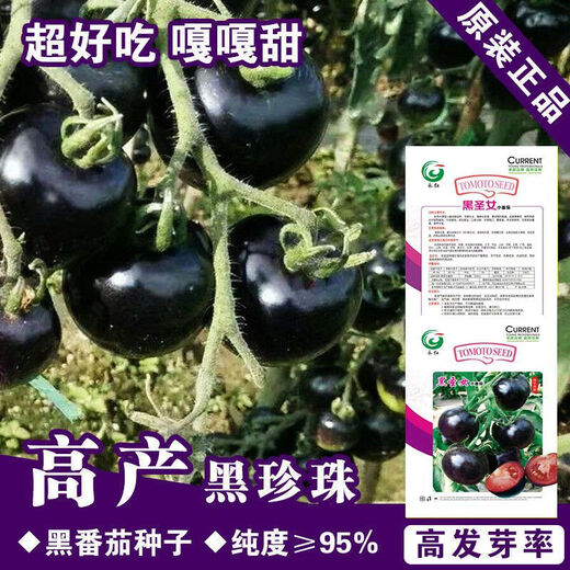 Black Pearl Cherry Tomato Seeds Four Seasons Balcony Potted Plants Easy to Grow Black Gem Tomato Fruit Type Vegetable Seeds Black Pearl Little Saint Tomato Seeds Original Pack About 106 + Song Fertilizer